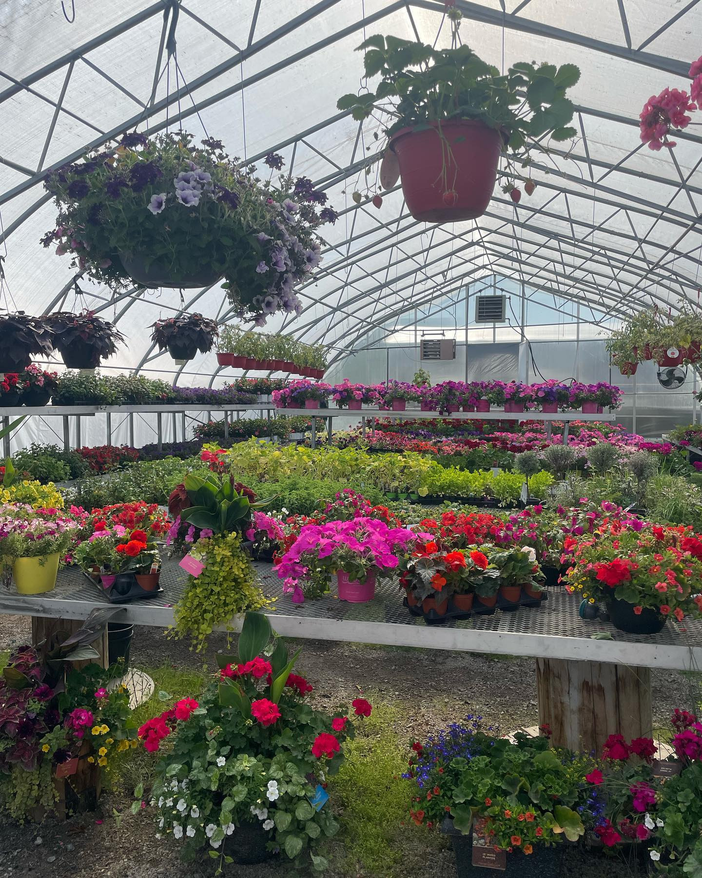 Boreal Garden cover