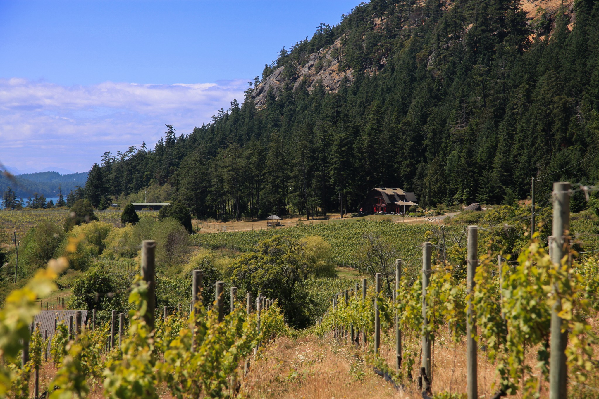 Sage Hayward Vineyards