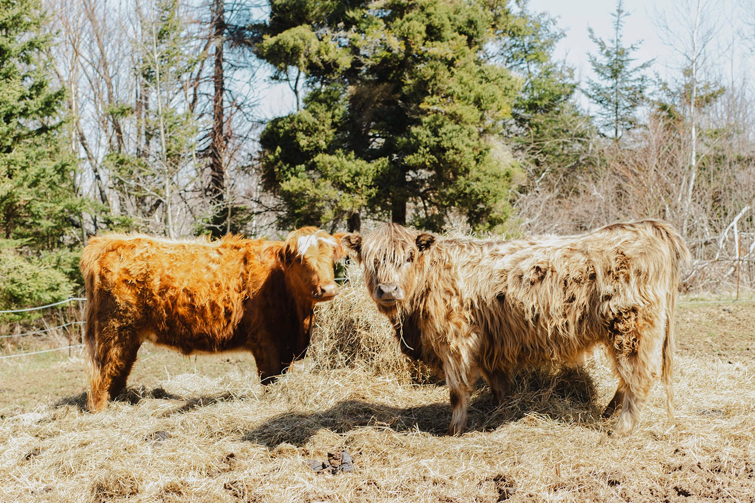 Caper Creek Stables cover
