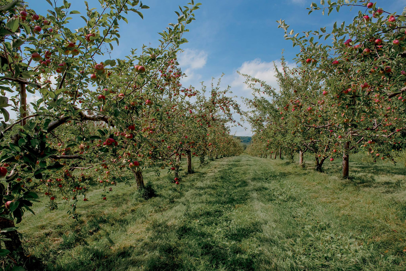 Applevale Orchards cover