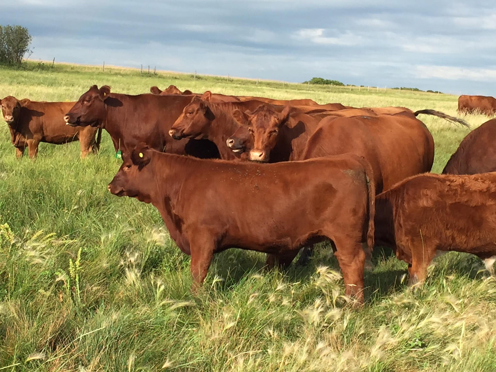 Kattle Kountry Beef cover