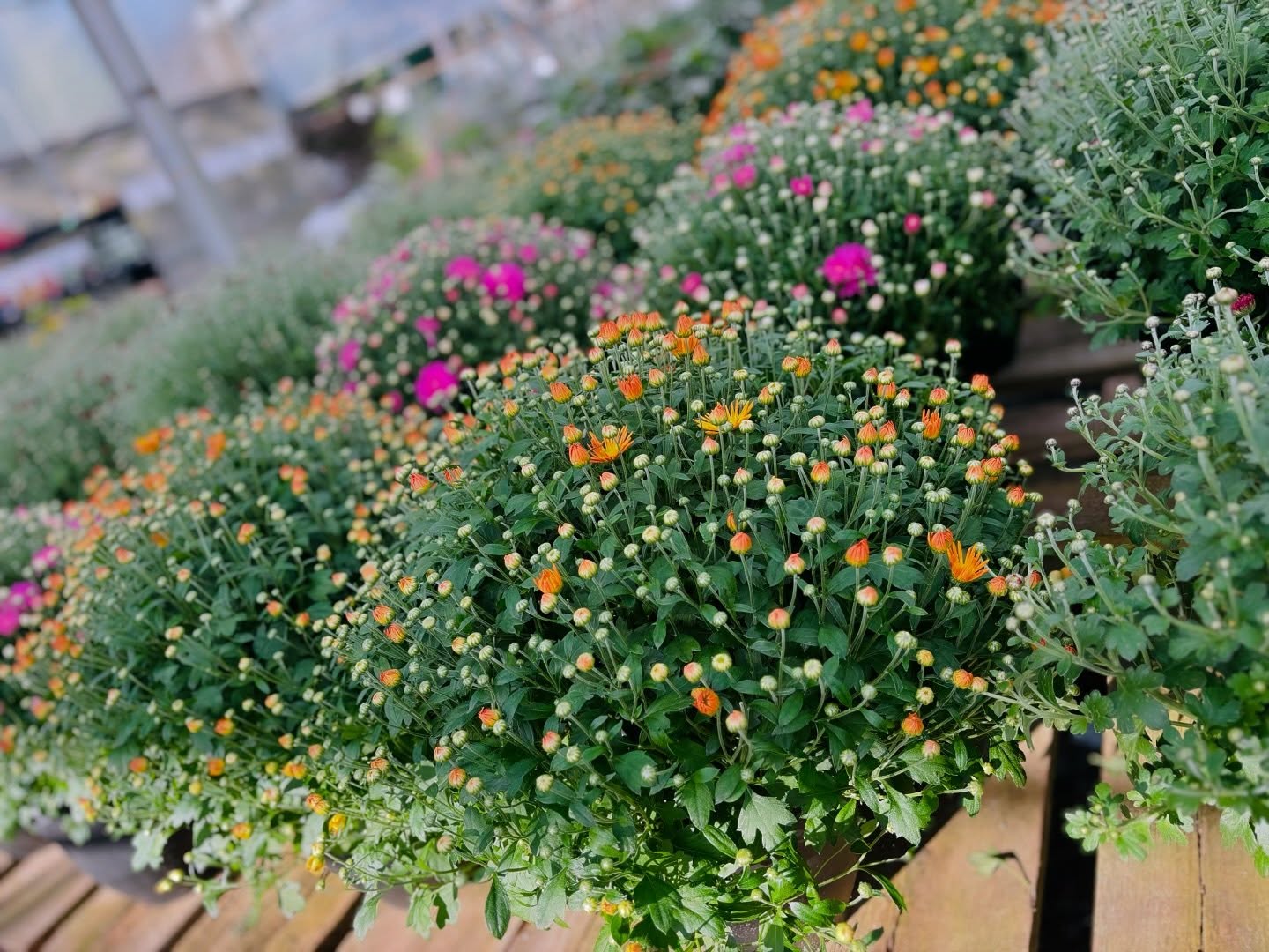Quality Garden&Pet