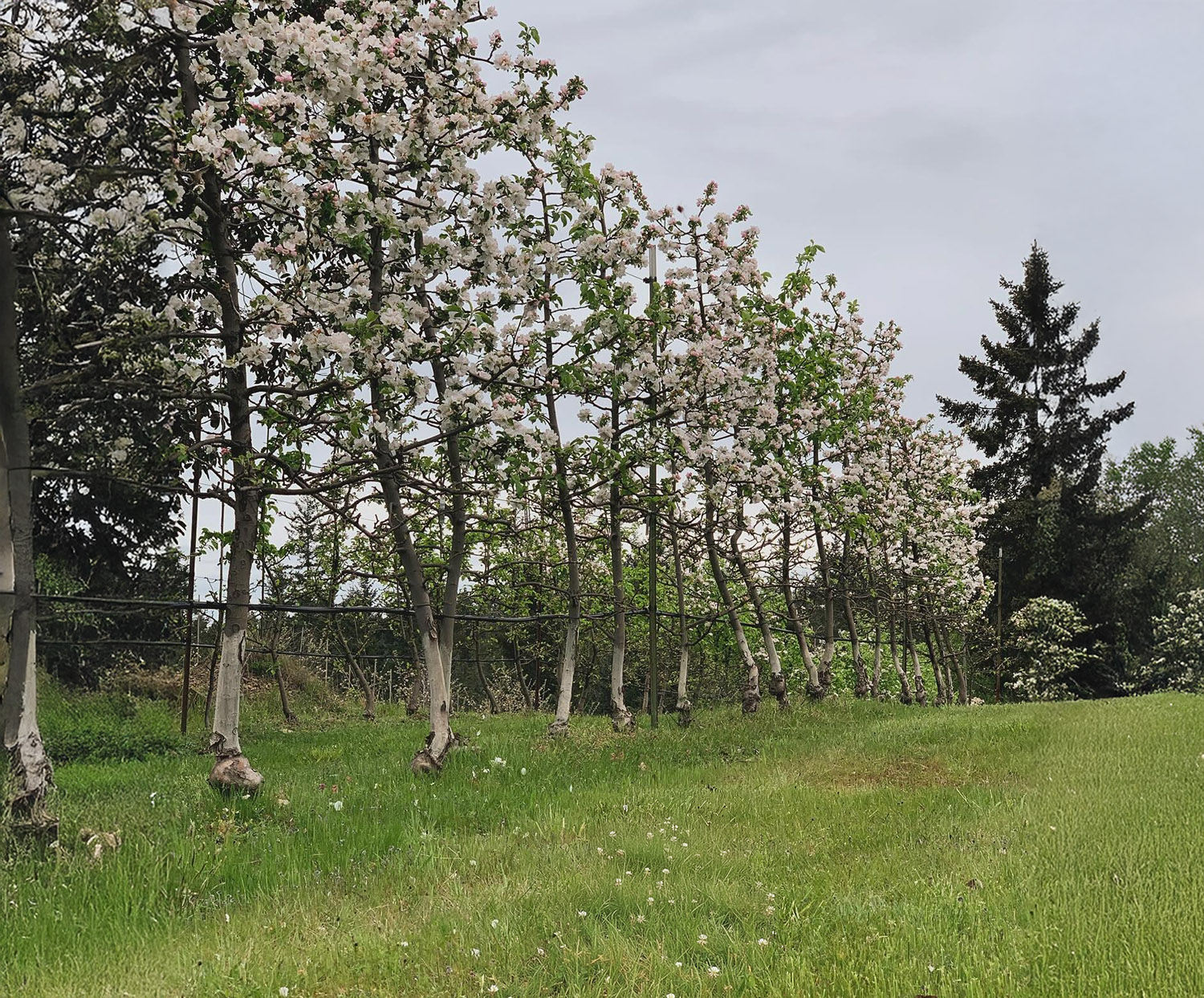 Ravenskill Orchards cover