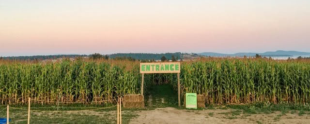 Saanichton Corn Maze & Pumpkin Patch cover