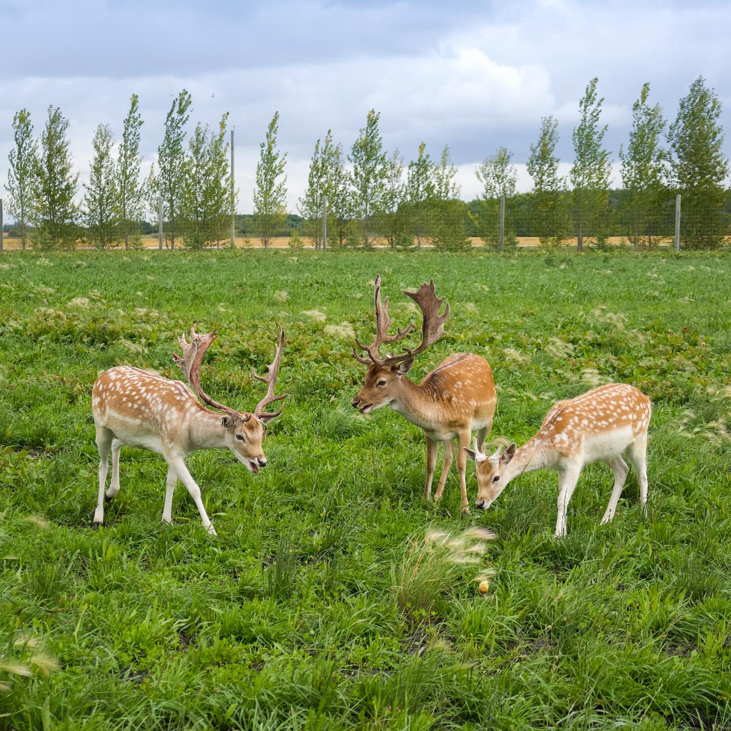 Deer Meadow Farms cover