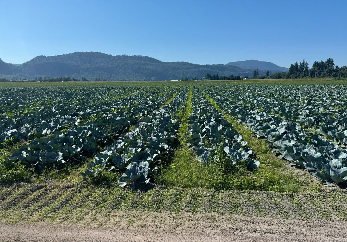 Wells Line Vegetable Growers