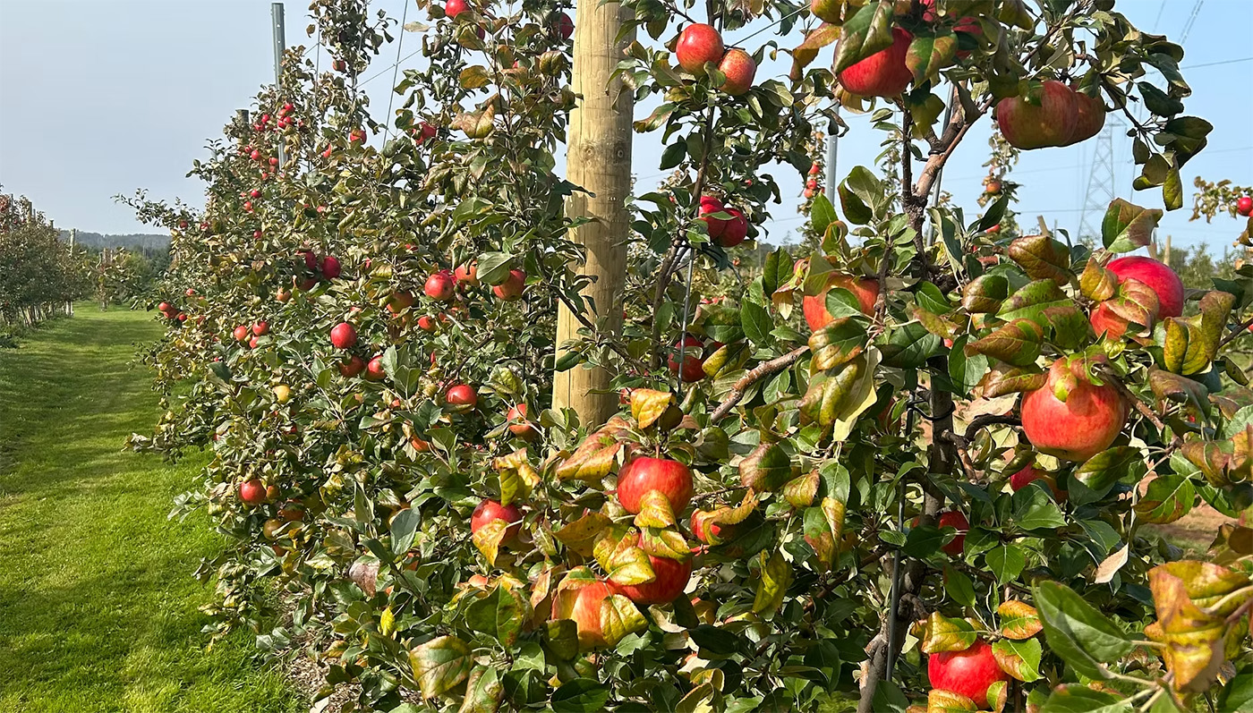 The Grove Orchard & U-Pick