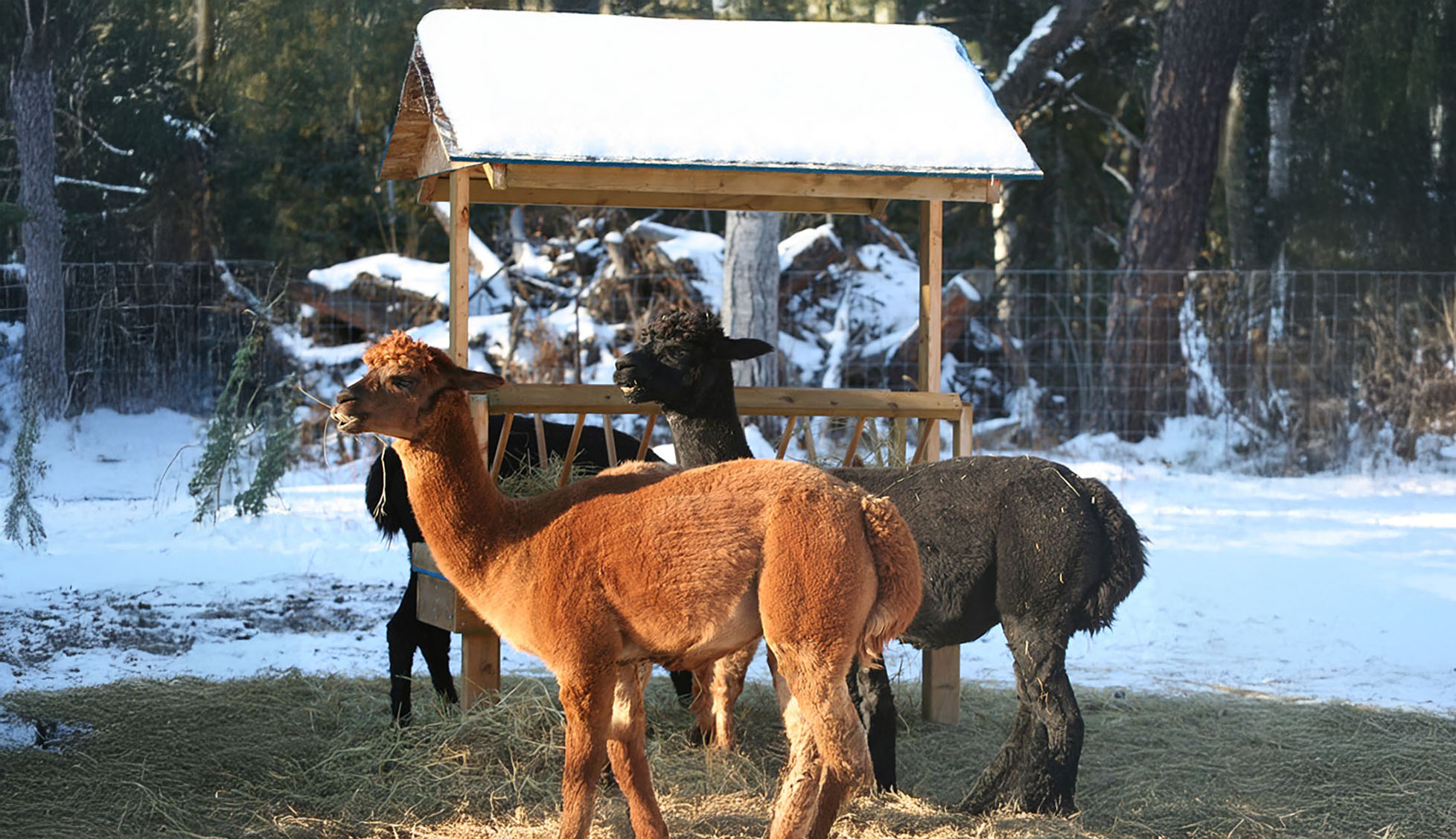 Flat World Alpaca Farm cover